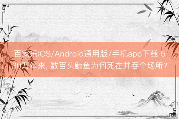 百家乐IOS/Android通用版/手机app下载 530万年来， 数百头鲸鱼为何死在并吞个场所?